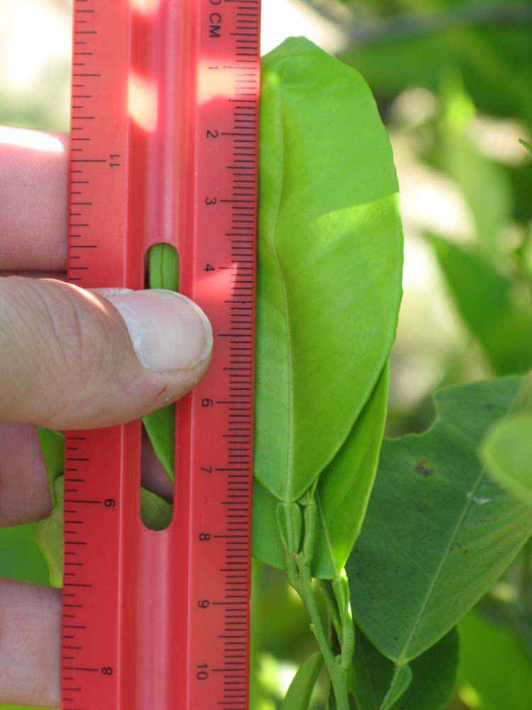              Unifoliolate leaf (Winter Haven, FL)       